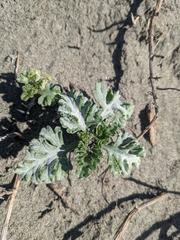 Ambrosia chamissonis