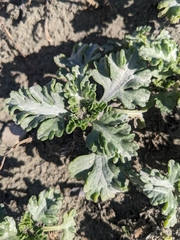 Ambrosia chamissonis