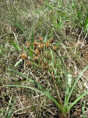 Albuca setosa