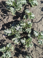 Ambrosia chamissonis