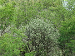 Brachylaena rotundata