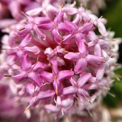 Pimelea ferruginea