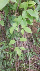 Clematis crassifolia