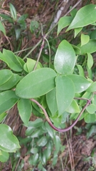 Clematis crassifolia