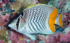 Chaetodon xanthurus