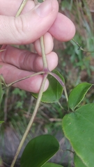 Clematis crassifolia