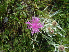 Centaurea uniflora