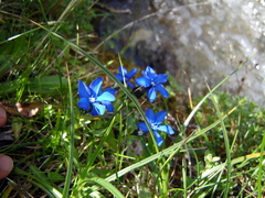 Gentiana bavarica bavarica