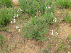 Chascanum hederaceum
