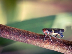 Eurymeloides punctata