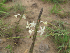 Chascanum hederaceum