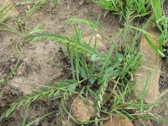 Phyllanthus parvulus
