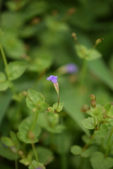 Torenia crustacea