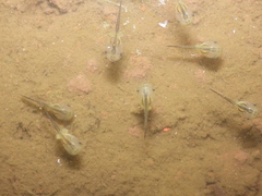 Microhyla fissipes