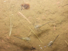 Microhyla fissipes