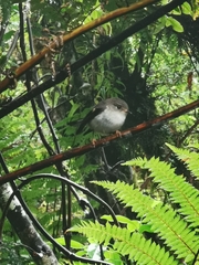 Petroica macrocephala toitoi