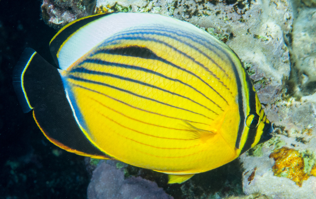 Blacktail Butterflyfish