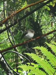 Petroica macrocephala toitoi
