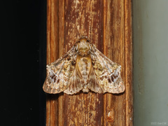 Ortopla iarbasalis