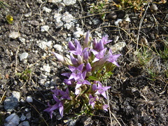 Gentianella ramosa