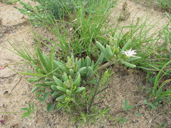 Delosperma herbeum