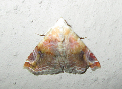 Eublemma apicimacula