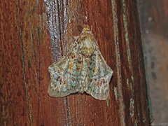Ortopla iarbasalis
