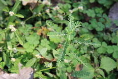 Phyllanthus amarus