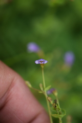 Torenia crustacea
