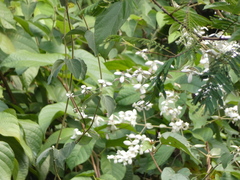 Congea tomentosa