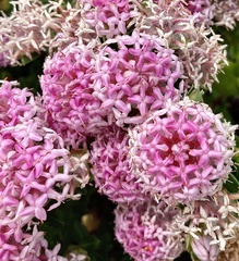 Pimelea ferruginea