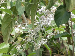 Congea tomentosa
