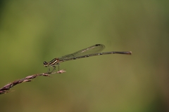 Prodasineura verticalis