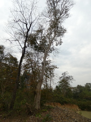 Lagerstroemia calyculata