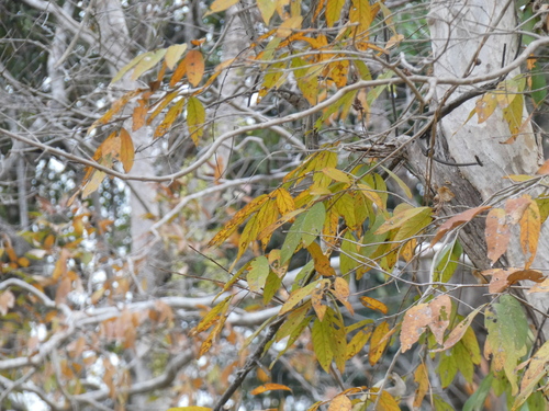 Image of Lagerstroemia calyculata by (c) luluchouette, some rights reserved (CC BY)