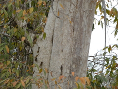 Lagerstroemia calyculata