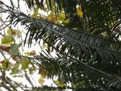Cycas
