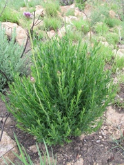 Pseudopegolettia tenella