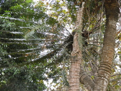 Cycas