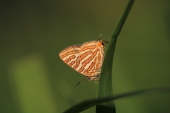 Cigaritis vulcanus