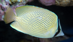 Chaetodon citrinellus