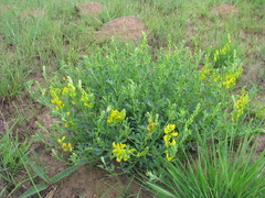 Crotalaria dura