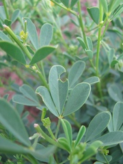 Crotalaria dura