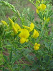 Crotalaria dura