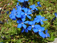 Gentiana bavarica bavarica