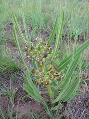 Asclepiadinae