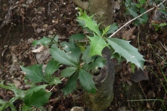 Berberis glaucocarpa