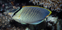 Chaetodon guttatissimus
