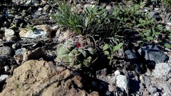 Thelocactus hexaedrophorus hexaedrophorus