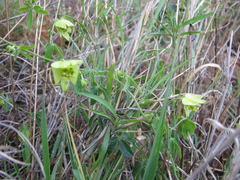 Dalechampia capensis